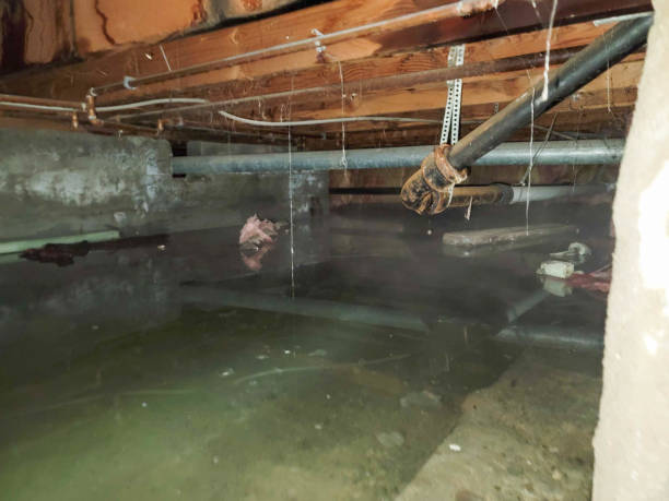 Best Basement water damage restoration  in Lexington, MS